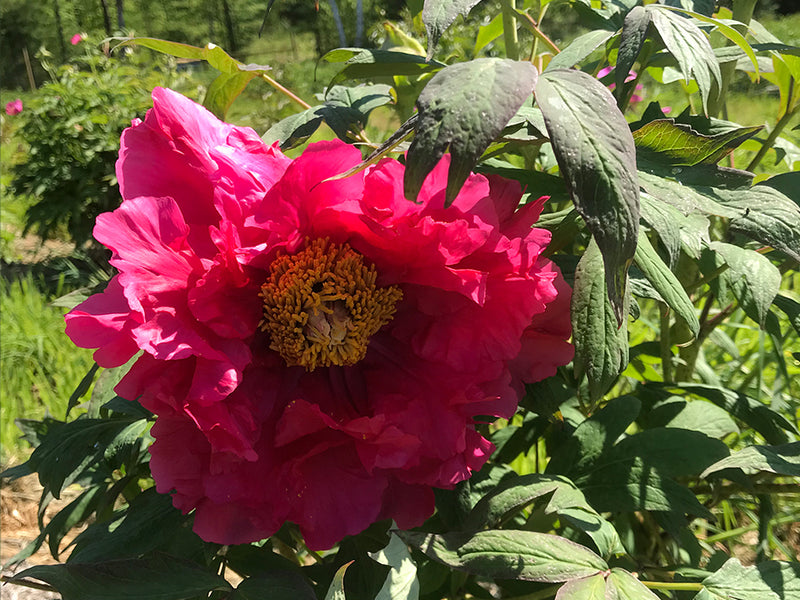 Paeonia suffruticosa, 'Sunset' Japanese Tree Peony