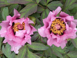 Paeonia, 'Anna Marie' hybrid tree peony