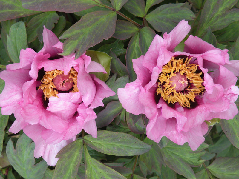 Paeonia, 'Anna Marie' hybrid tree peony