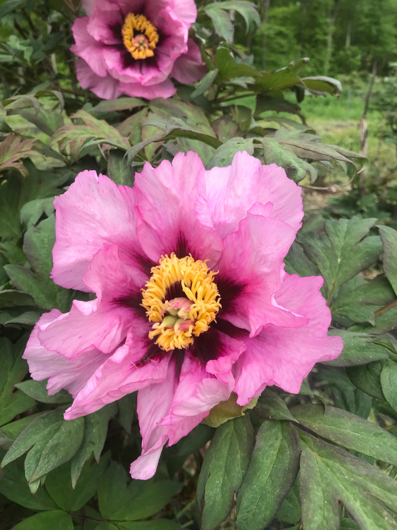 Paeonia, 'Anna Marie' hybrid tree peony