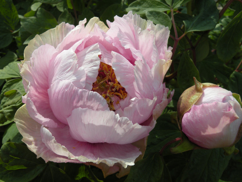 Paeonia suffruticosa, 'Rival Beauties Bathing in the Spring' , Chinese tree peony 7 Year Old Plant