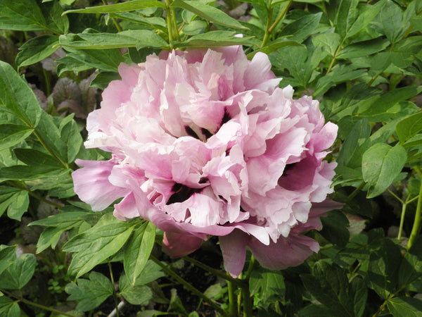 Paeonia suffruticosa, 'Blue Jade in Three Colors' Chinese tree peony