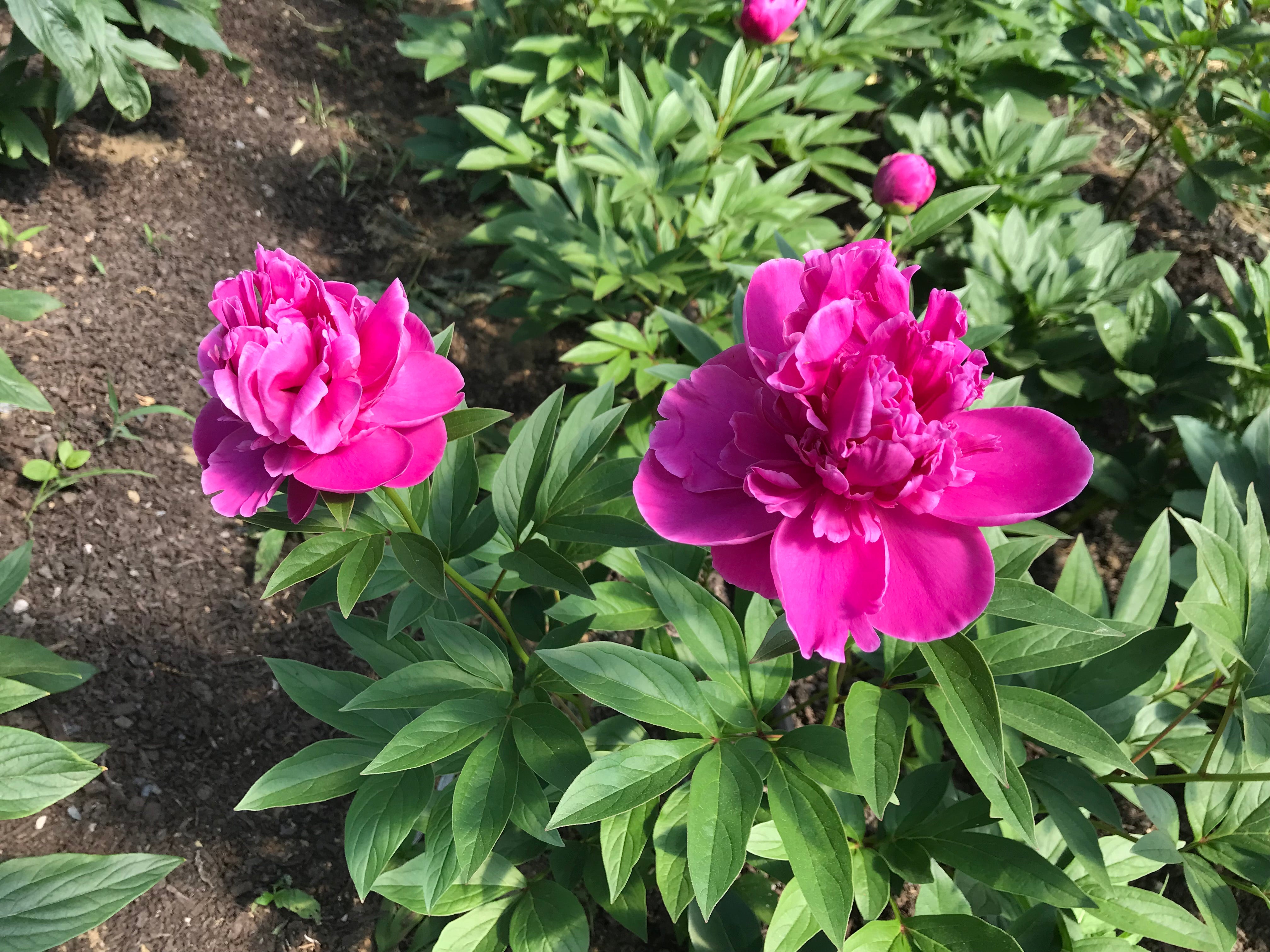 Paeonia lactiflora, Grandmother Celine's Pink peony – Cricket Hill Garden