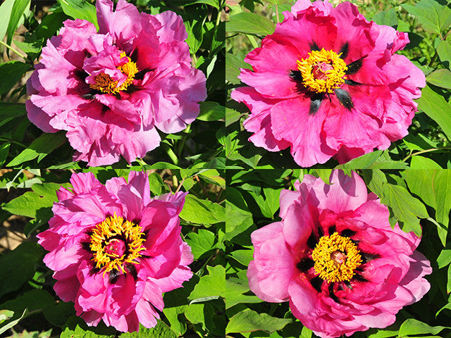 Paeonia, Pink Lotus, Seed Grown tree peony