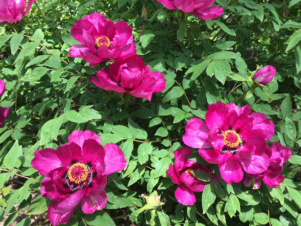 Paeonia, 'Date Orchard Red', Chinese tree peony 4 Year Old Plant