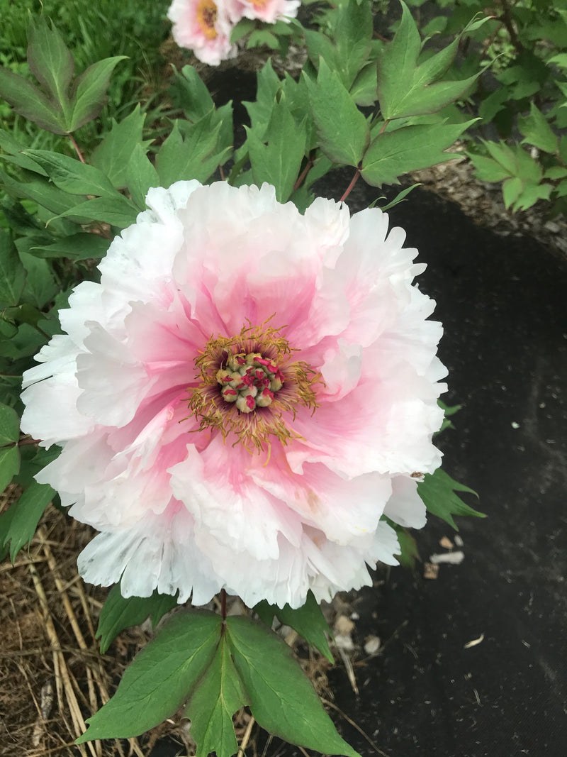 Paeonia suffruticosa, 'Drunk Face' Japanese tree peony