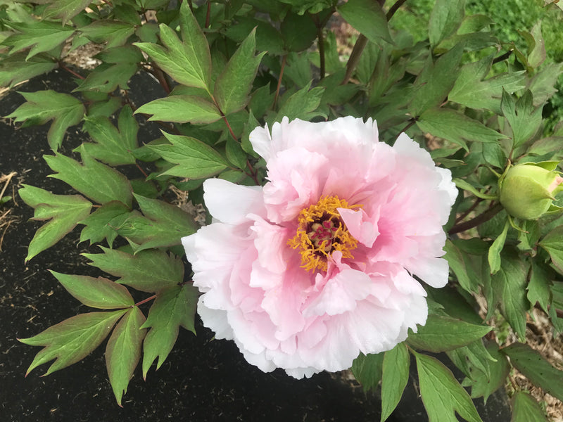 Paeonia suffruticosa, 'Drunk Face' Japanese tree peony