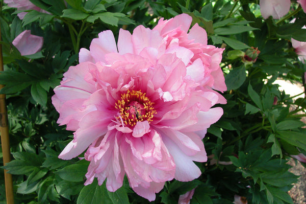 First Arrival | Intersectional Pink 'Itoh' Peony, Pesticide-Free ...