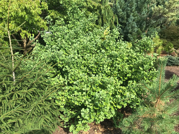 Ginkgo biloba, 'Lil' Matthew' Dwarf Ginkgo