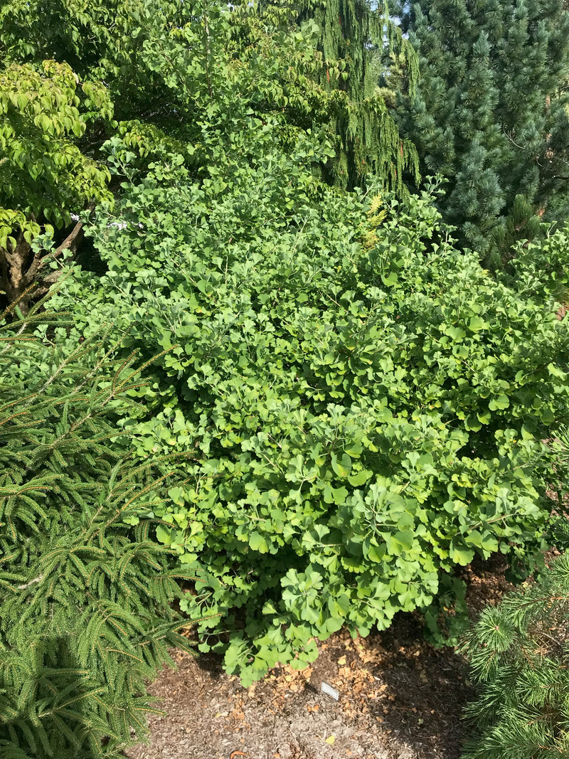 Ginkgo biloba, 'Lil' Matthew' Dwarf Ginkgo