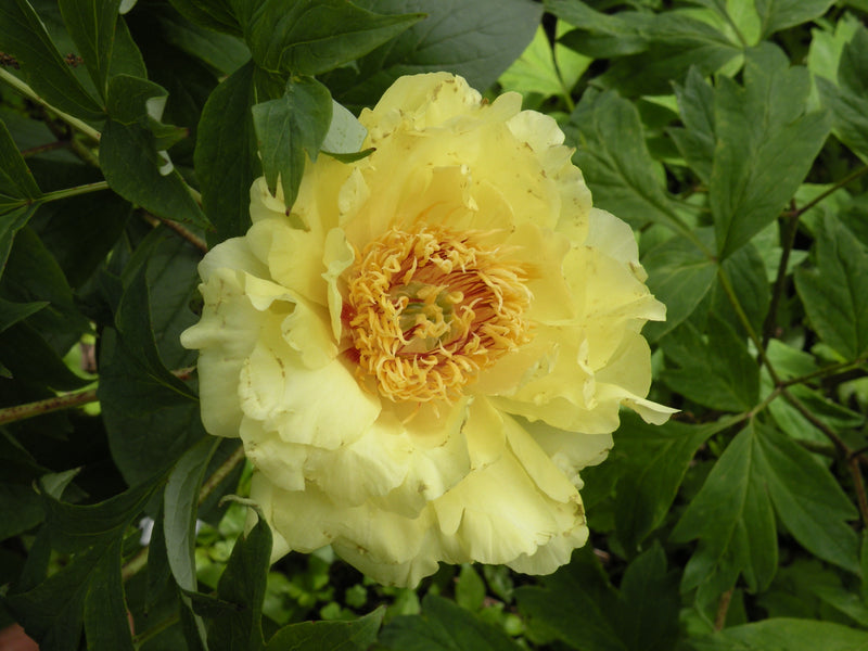 Paeonia, 'Golden Sovereign' hybrid tree peony 5 year old plant