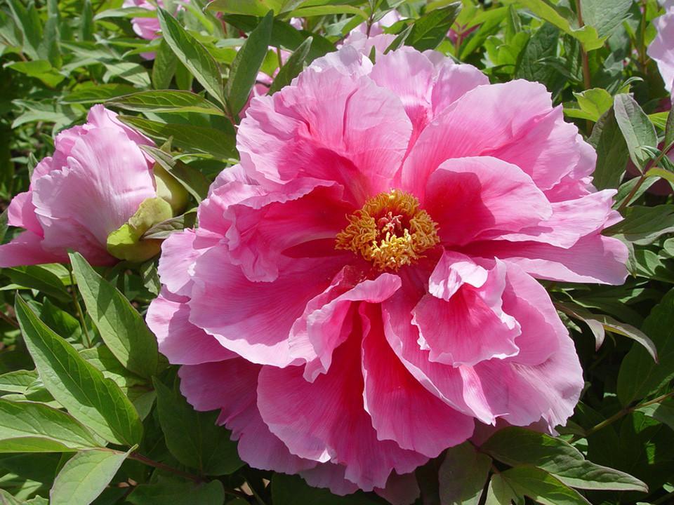 Peony Pink