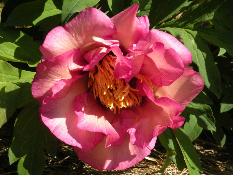 Paeonia, 'Happy Days' hybrid tree peony