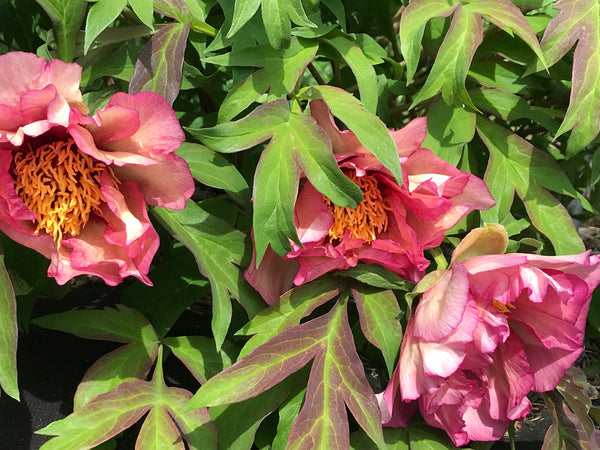 Paeonia, 'Happy Days' hybrid tree peony