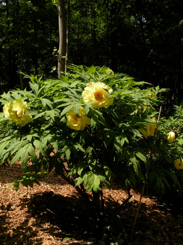 Paeonia, 'High Noon' hybrid tree peony