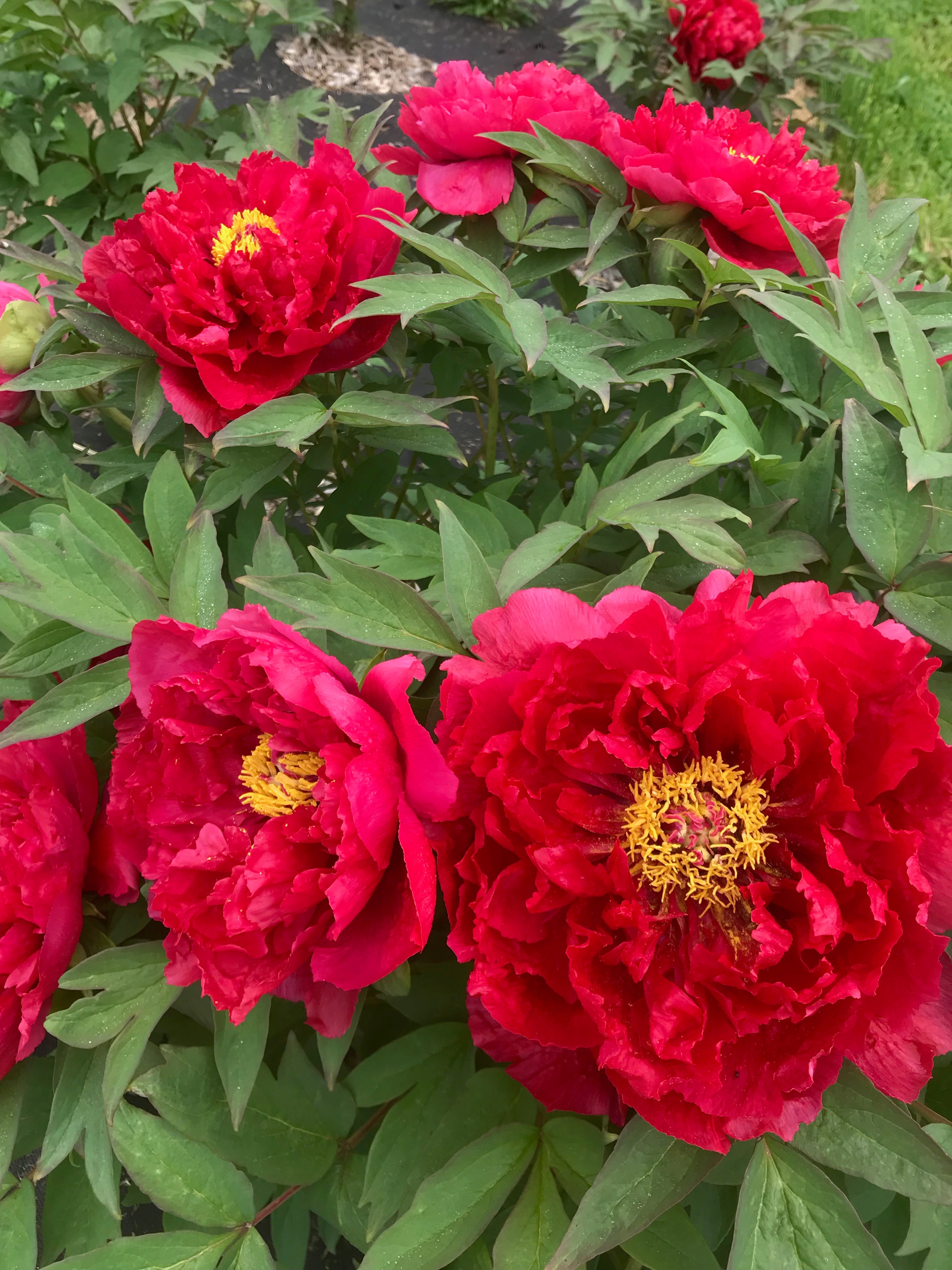 Paeonia suffruticosa, 'Charming Age' Japanese tree peony – Cricket Hill ...