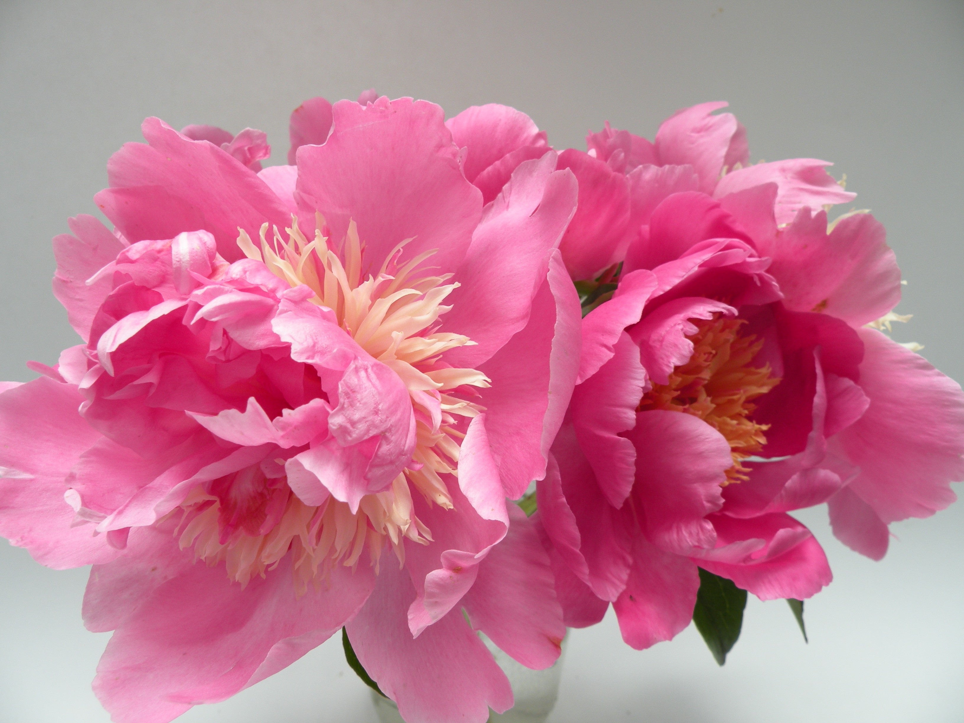 Hope's Star of Heaven | Pink Hybrid Herbaceous Peony, Pesticide-Free ...