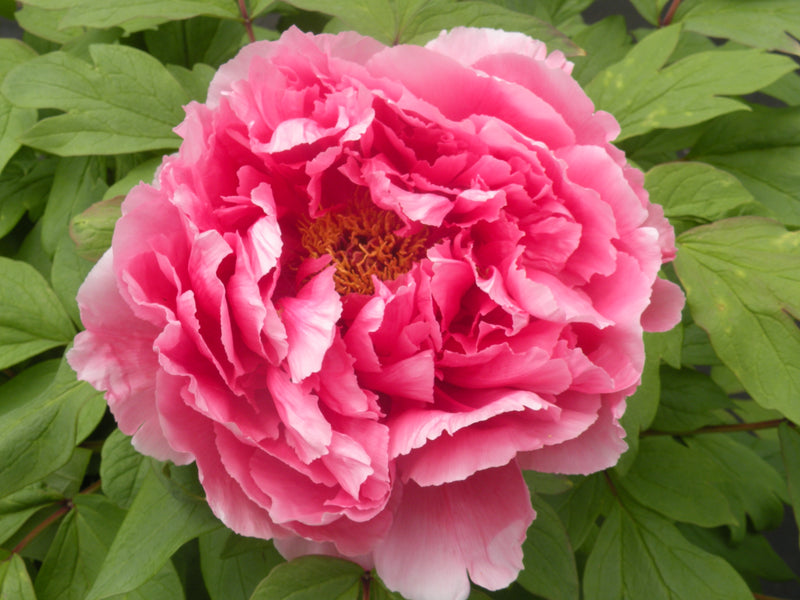 Paeonia suffruticosa, 'Treasure Mountain' Japanese tree peony