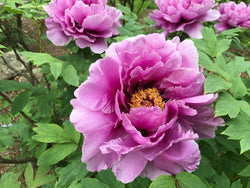 Paeonia suffruticosa, 'Joy of Longevity' Japanese tree peony