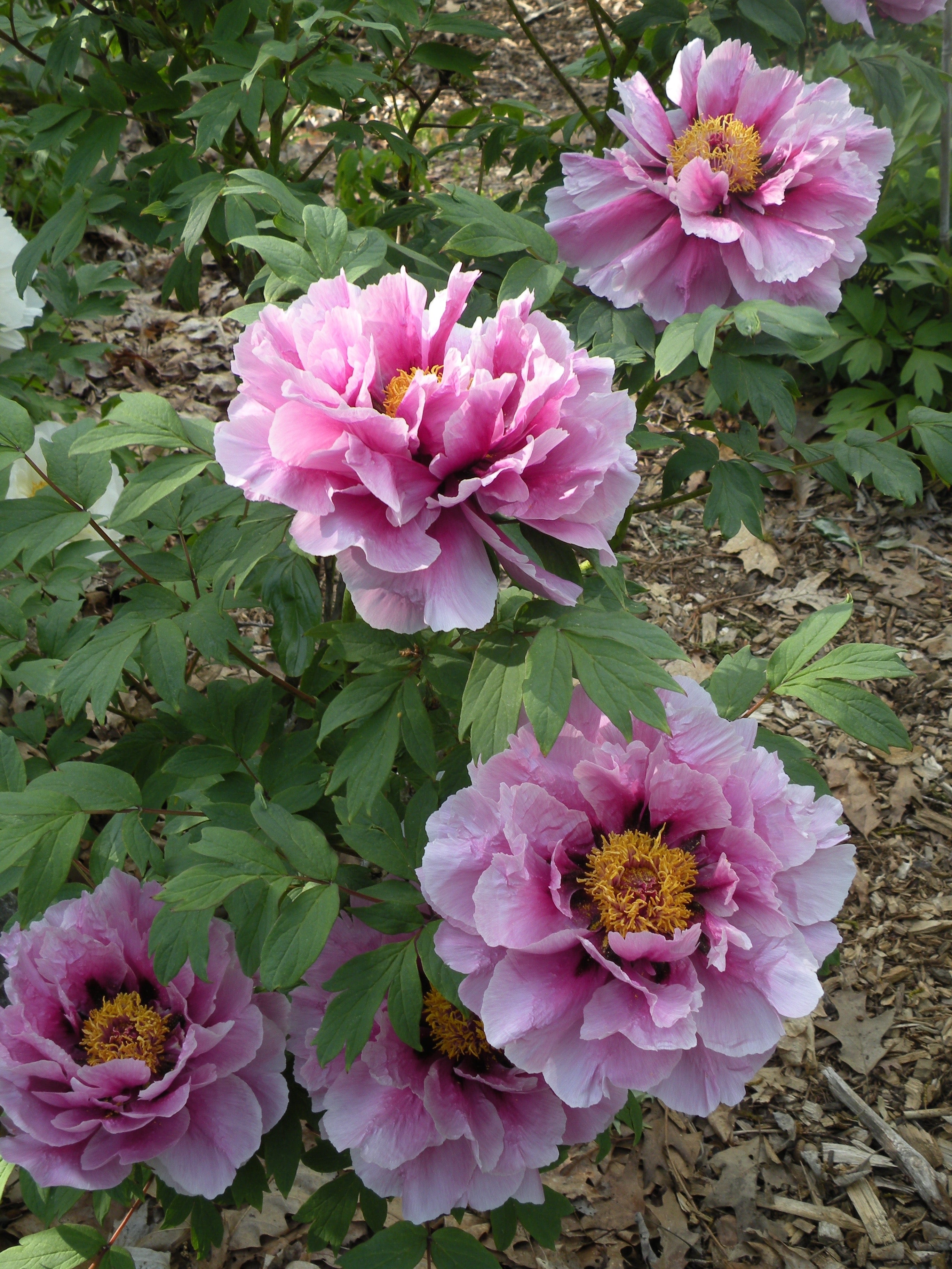 Joy of Longevity | Japanese Tree Peony, Pesticide-Free – Cricket Hill ...