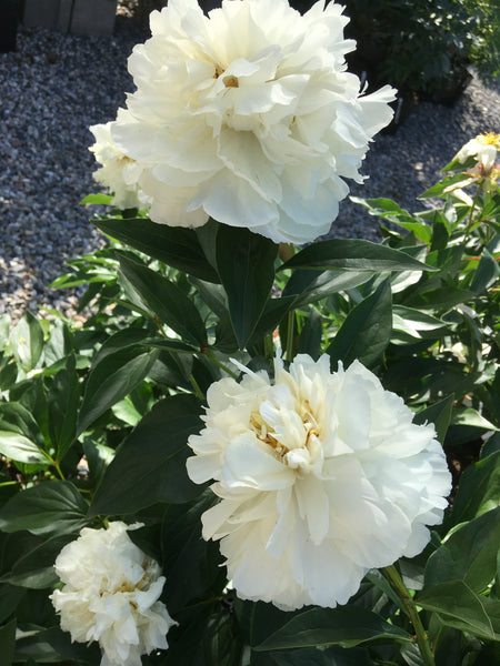 Paeonia lactiflora, 'Kelway's Glorious' herbaceous peony – Cricket Hill ...