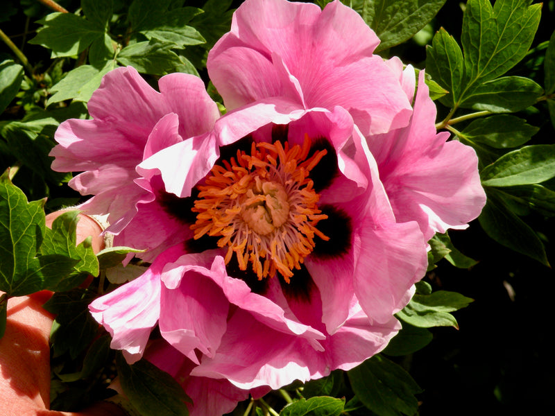 Paeonia, Pink Lotus, Seed Grown tree peony