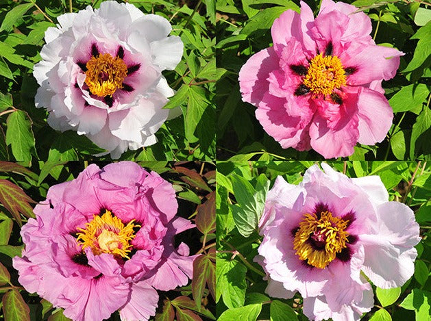 Paeonia, Pink Lotus, Seed Grown tree peony