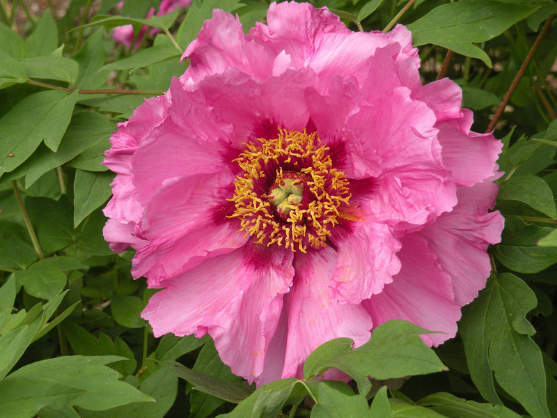 Paeonia, Pink Lotus, Seed Grown tree peony