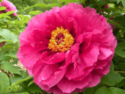 Paeonia suffruticosa, 'Luoyang Red' Chinese tree peony