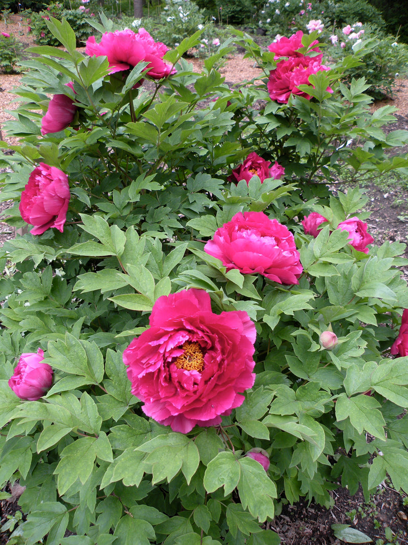 Paeonia suffruticosa, 'Luoyang Red' Chinese tree peony