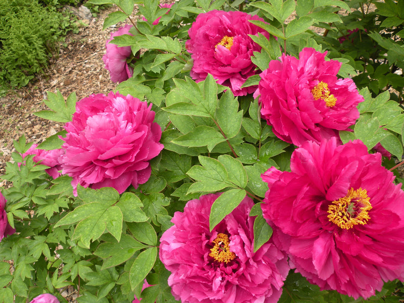 Paeonia suffruticosa, 'Luoyang Red' Chinese tree peony