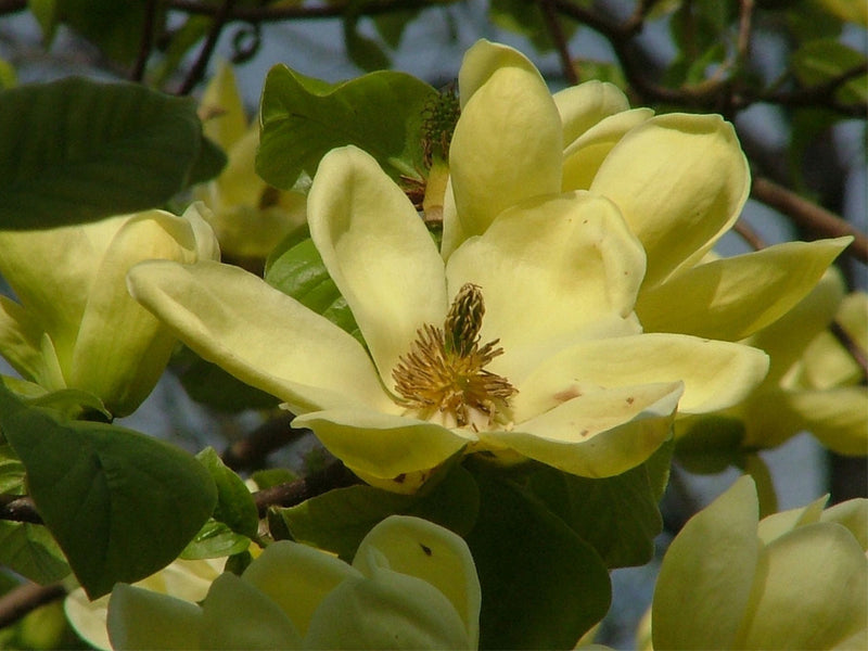 Magnolia, 'Lois'