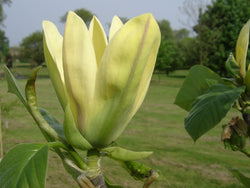 Magnolia 'Ultimate Yellow'