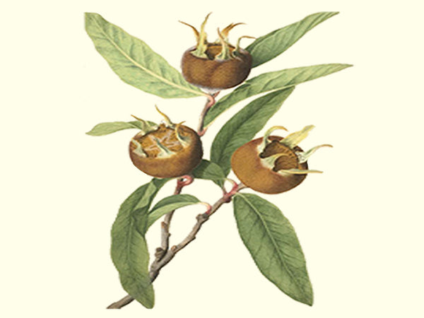 Mespilus germanica, 'Sultan' medlar scion