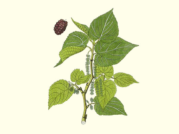 Morus alba, 'Illinois Everbearing' mulberry scion