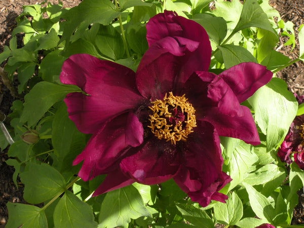 Paeonia suffruticosa, 'A Murder of Crows' Japanese tree peony 5 year old plant