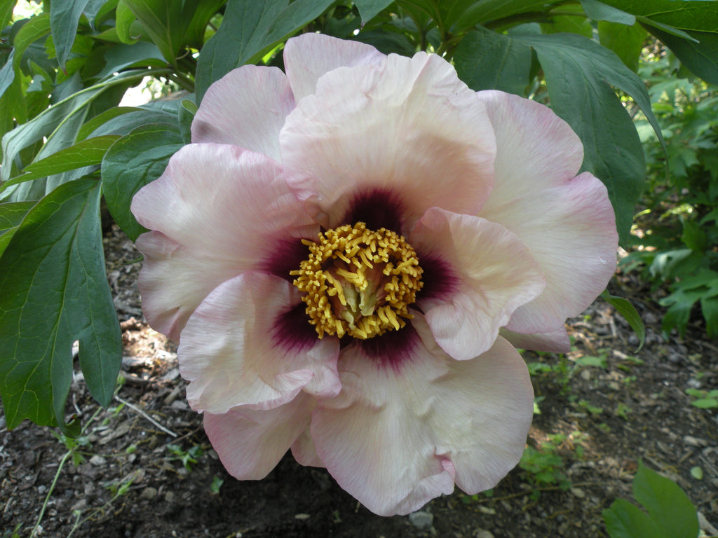 Pastel Rose  American Peony Society