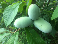 Asimina triloba, Cricket Hill Garden Select Pawpaw