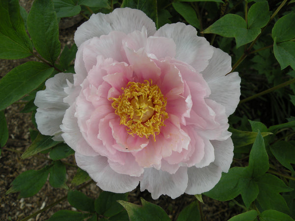 Paeonia suffruticosa, 'Peony Heaven Luminous Pink' tree peony