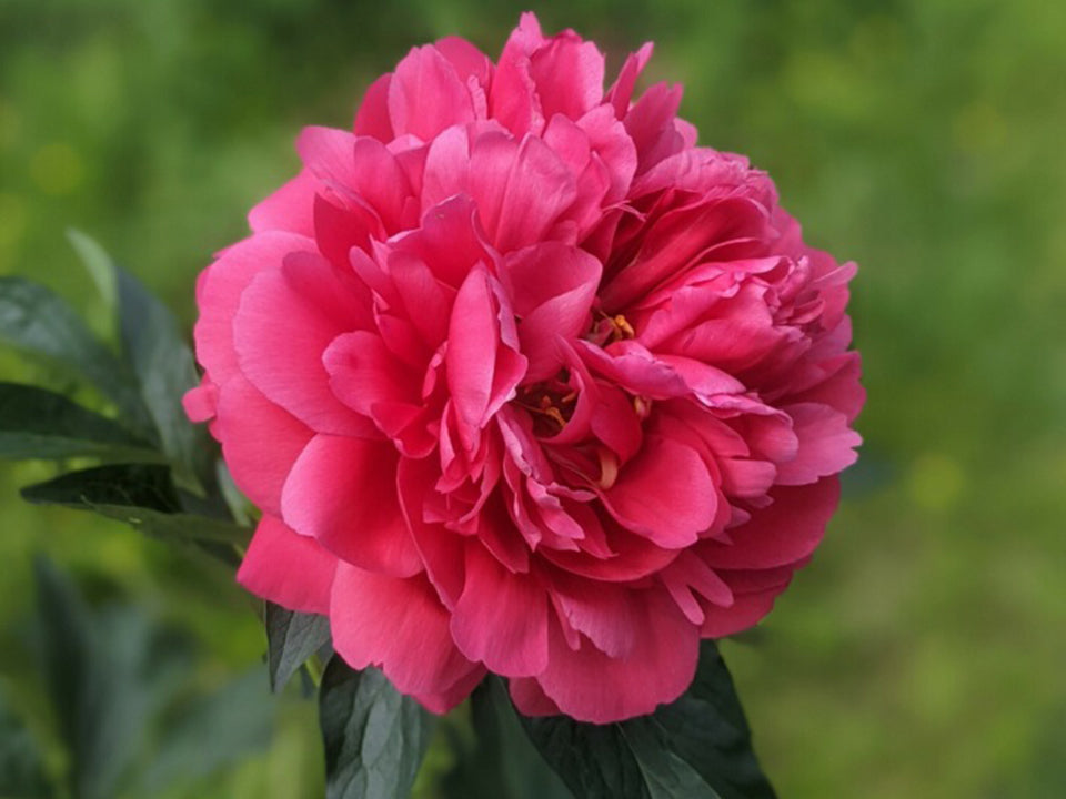 Paeonia, 'Raspberry Charm' hybrid herbaceous peony PICK UP – Cricket ...