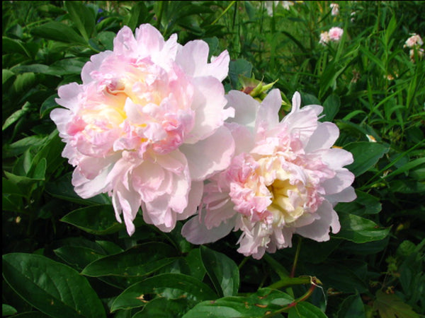 Buckeye Belle | Hybrid Herbaceous Peony, Pesticide-Free – Cricket Hill ...