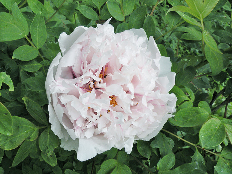 Paeonia rockii, 'Red Thread Woman' Chinese rockii tree peony