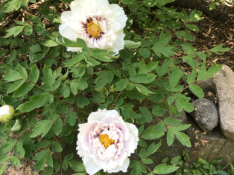 Paeonia rockii, 'Red Thread Woman' Chinese rockii tree peony