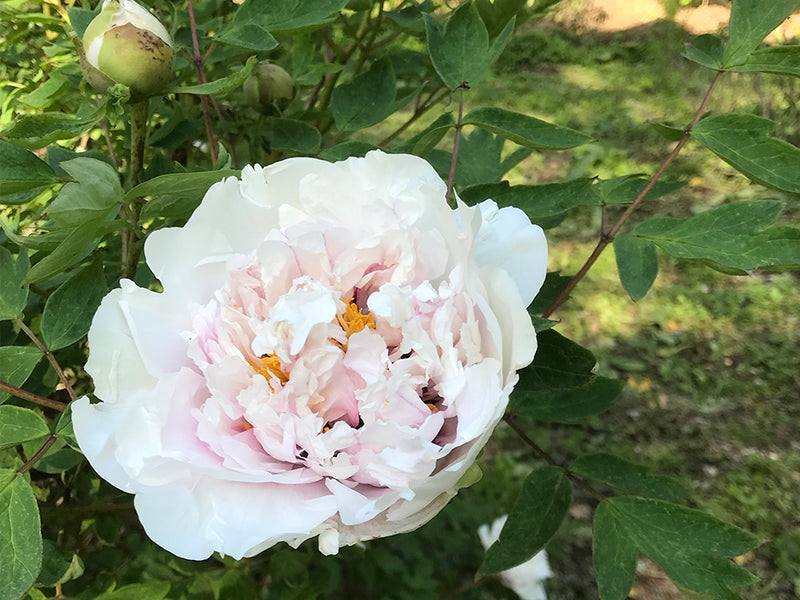 Paeonia rockii, 'Red Thread Woman' Chinese rockii tree peony