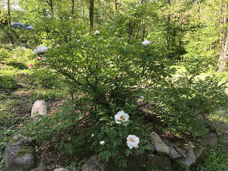 Paeonia rockii, 'Red Thread Woman' Chinese rockii tree peony