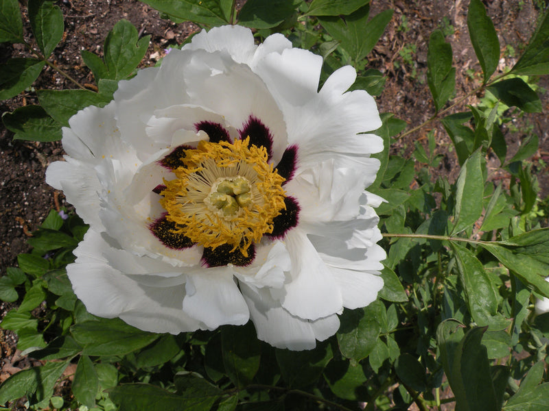 Paeonia rockii, 'Snow Lotus on Icy Mountain' Chinese rockii tree peony