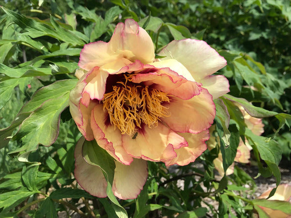 Paeonia, 'Spring Carnival' hybrid tree peony