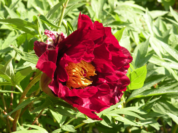 Paeonia, 'Thunderbolt' hybrid tree peony