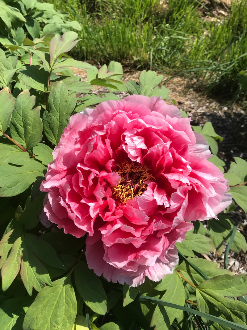 Paeonia suffruticosa, 'Treasure Mountain' Japanese tree peony