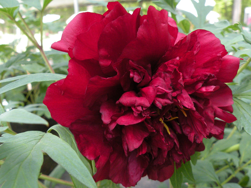 Paeonia, 'Vesuvian' hybrid tree peony 8 year old plant